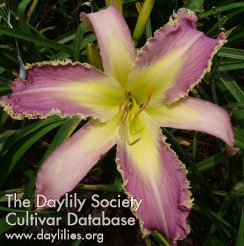 Daylily Time is Love